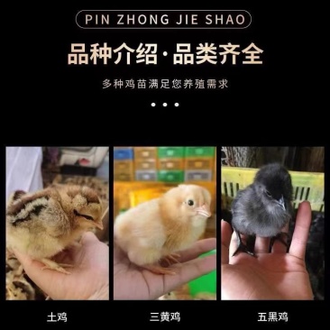 麻鸡苗买1000送200优质商家包防疫包