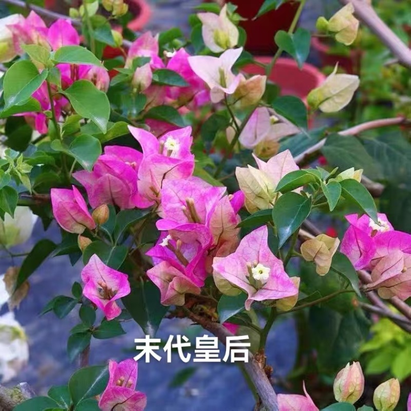 彩色重瓣三角梅袋苗可用于园林工程绿化全国各地都发货