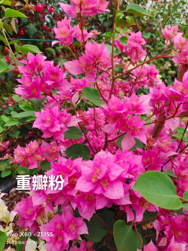 彩色重瓣三角梅袋苗可用于园林工程绿化全国各地都发货