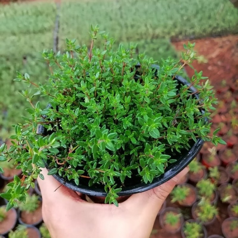 百里香迷迭香食用盆景