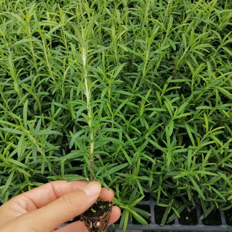 百里香迷迭香食用盆景