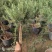 百里香迷迭香食用盆景