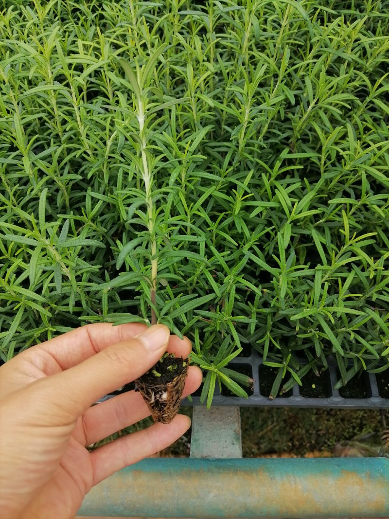 百里香迷迭香食用盆景