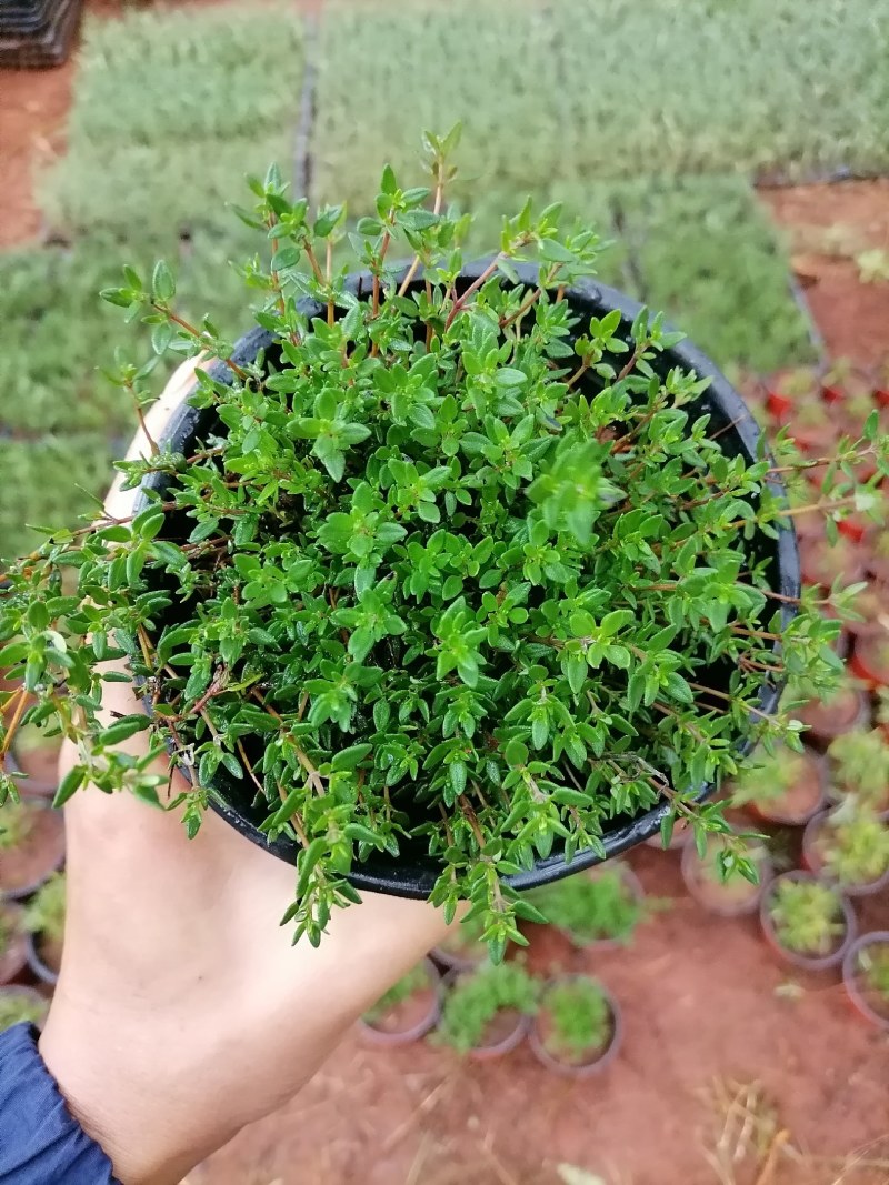 百里香迷迭香食用盆景