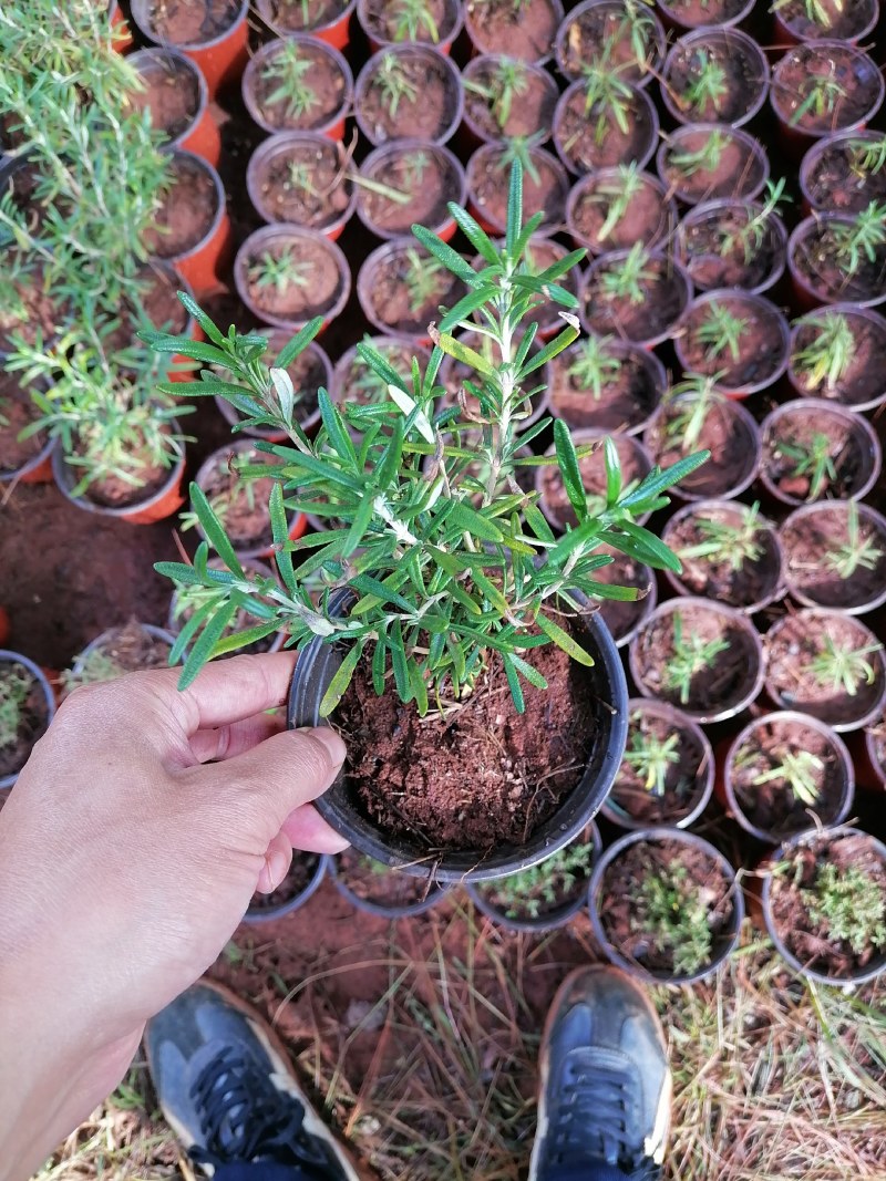 百里香迷迭香食用盆景