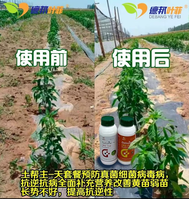 根腐病的克星，高抗重茬，铲除土传病害，