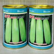绿秀3027西葫芦种子大田基地种植西葫芦种籽节间短口感好