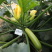 绿秀3027西葫芦种子大田基地种植西葫芦种籽节间短口感好