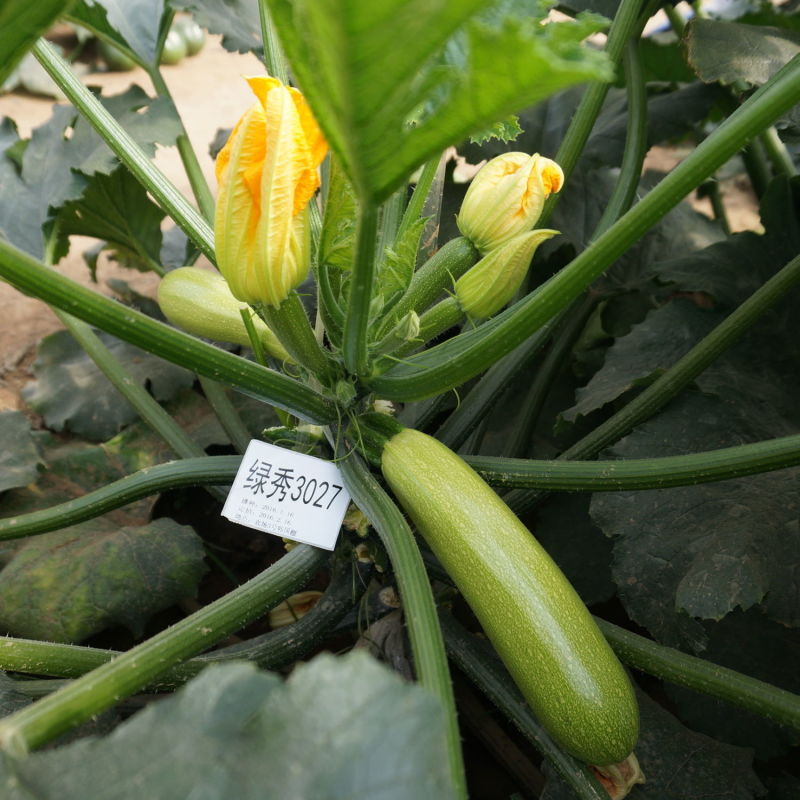 绿秀3027西葫芦种子大田基地种植西葫芦种籽节间短口感好