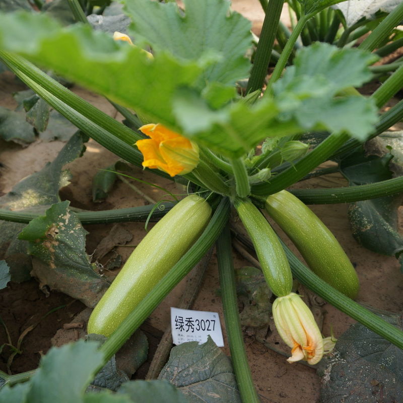 绿秀3027西葫芦种子大田基地种植西葫芦种籽节间短口感好