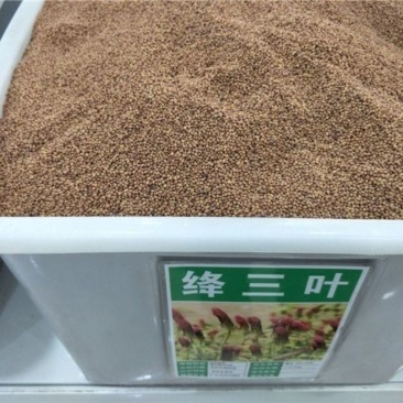 果园绿肥种子地中海三叶草绛三叶果园花卉蜜源鸡鸭牛