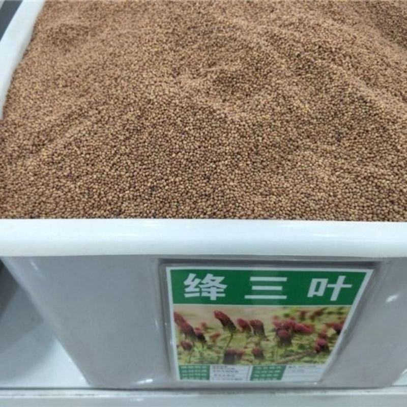 果园绿肥种子地中海三叶草绛三叶果园花卉蜜源鸡鸭牛