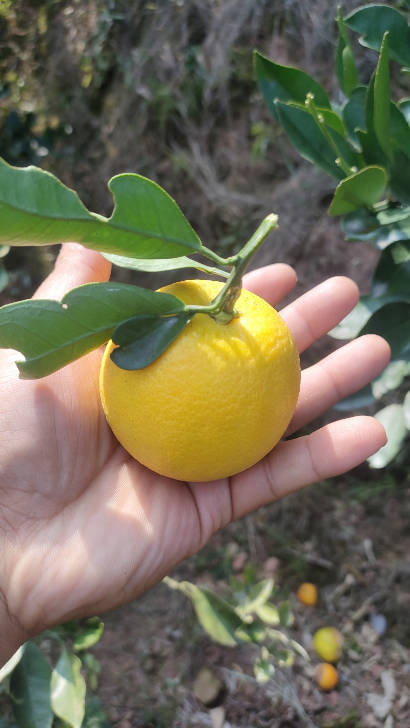 冰糖橙