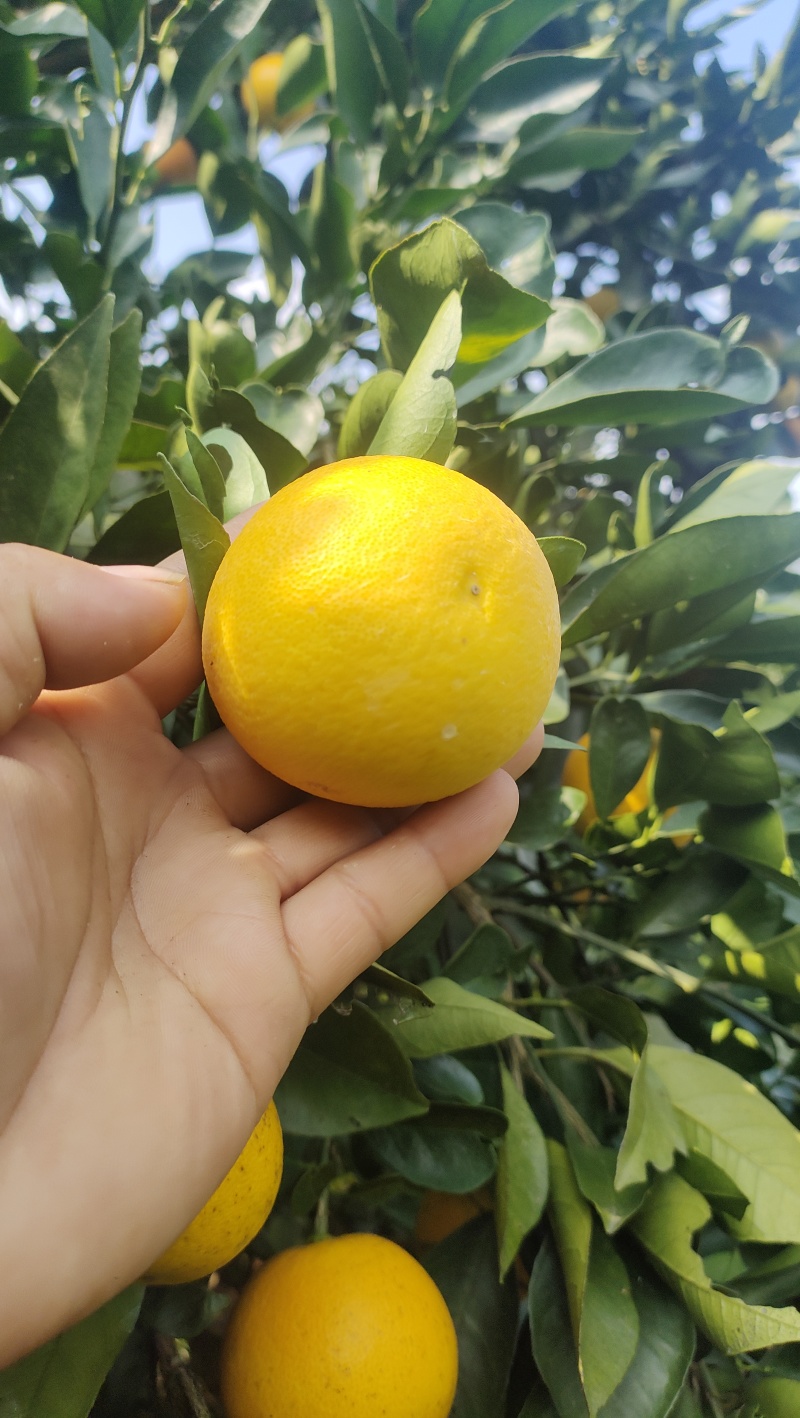 冰糖橙