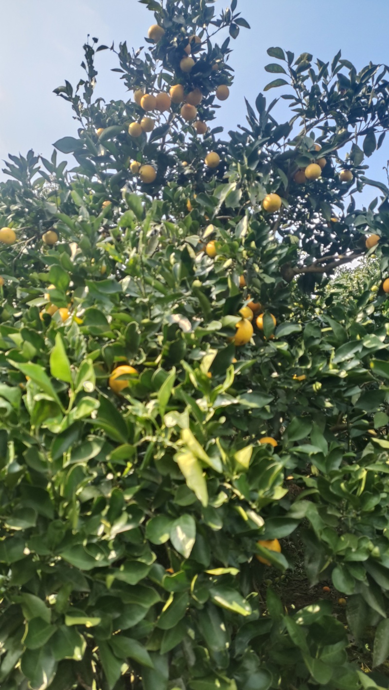 冰糖橙