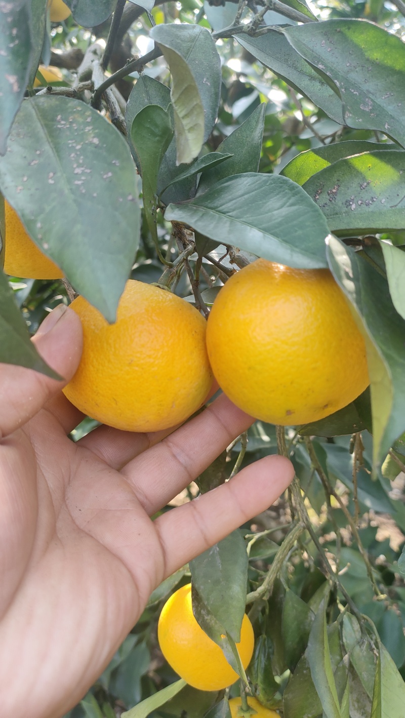 冰糖橙