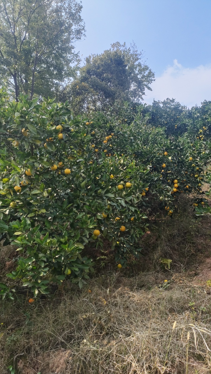 冰糖橙