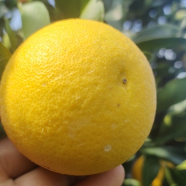 冰糖橙