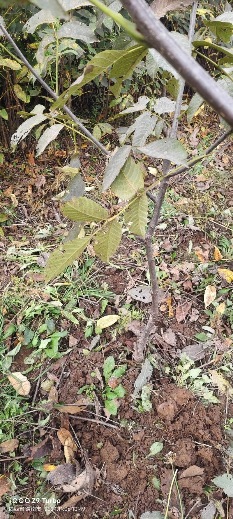 核桃苗红仁核桃苗基地供应量大质优价格优惠一手货源