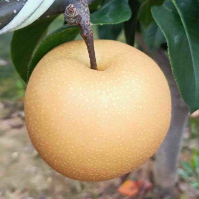秋月梨