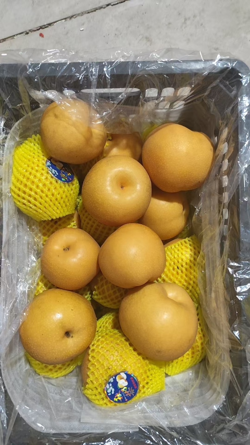 秋月梨