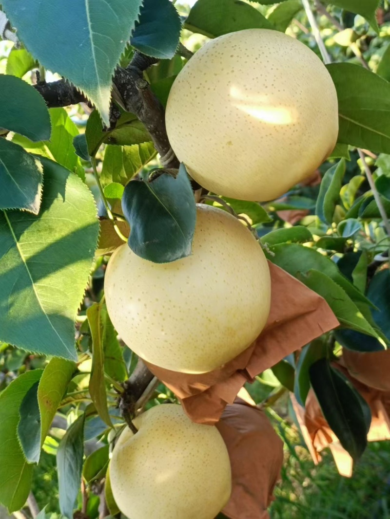 秋月梨