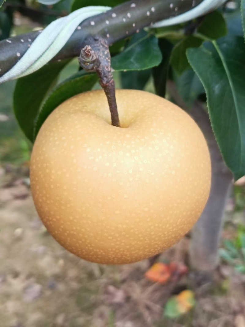 秋月梨