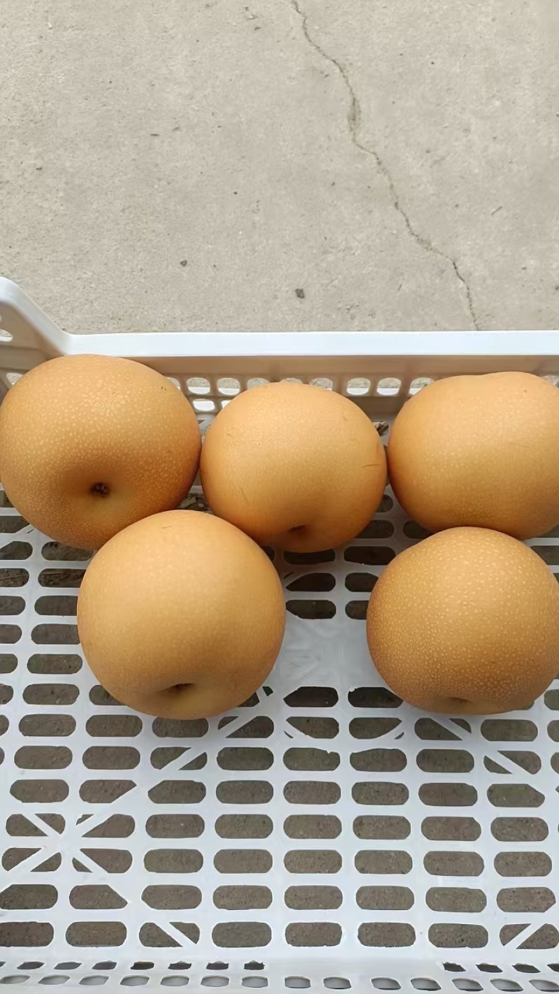 秋月梨