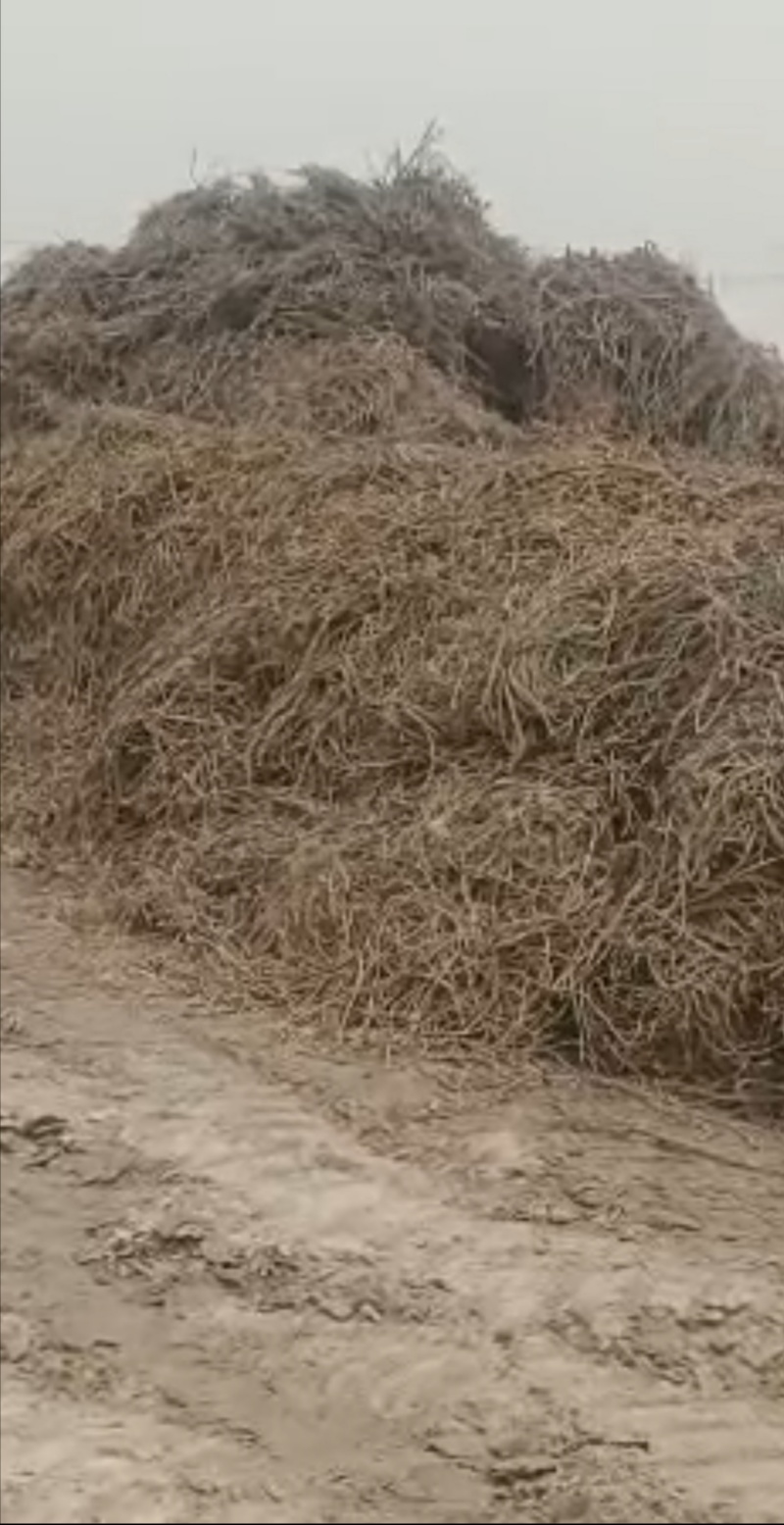 野生甘草/新疆甘草/自然甘草/中药材原料