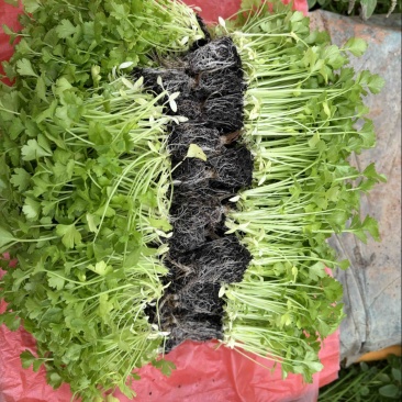 小香芹苗西芹苗绿杆白杆都有货
