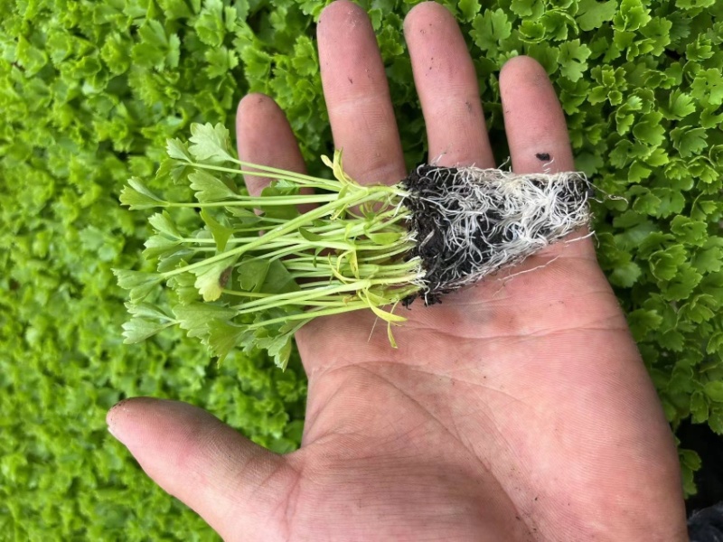 小香芹苗西芹苗绿杆白杆都有货