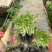 小香芹苗西芹苗绿杆白杆都有货