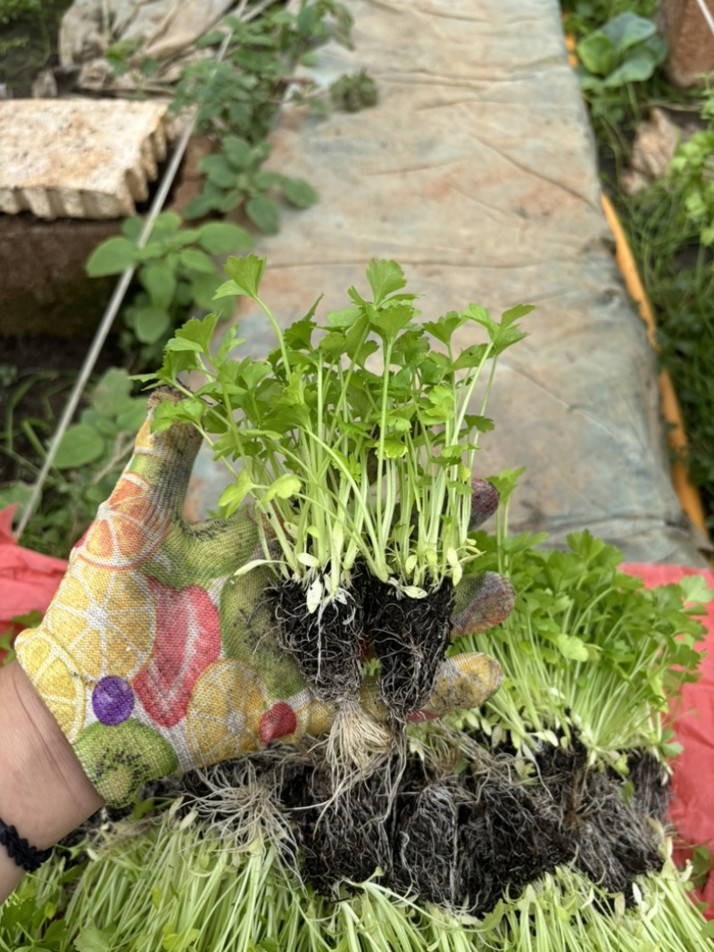 小香芹苗西芹苗绿杆白杆都有货