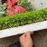 小香芹苗西芹苗绿杆白杆都有货