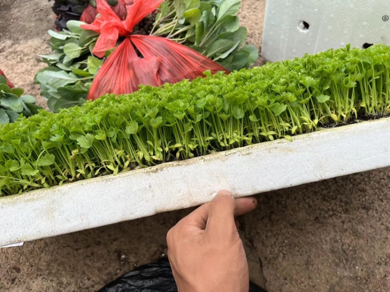 小香芹苗西芹苗绿杆白杆都有货