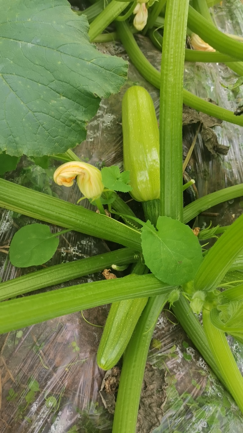 新鲜西葫芦，田园风味直供，健康美味，快来尝鲜！