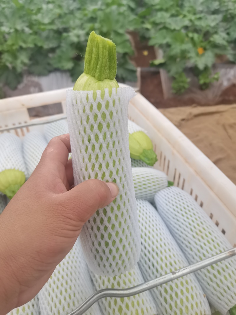 新鲜西葫芦，田园风味直供，健康美味，快来尝鲜！
