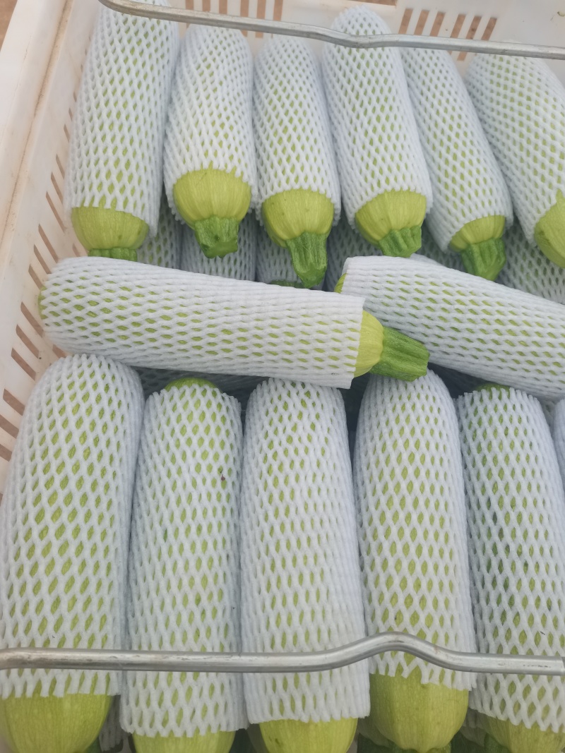 新鲜西葫芦，田园风味直供，健康美味，快来尝鲜！