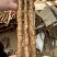 垆土铁棍山药，现挖现发对接社区团购，支持一件代发！