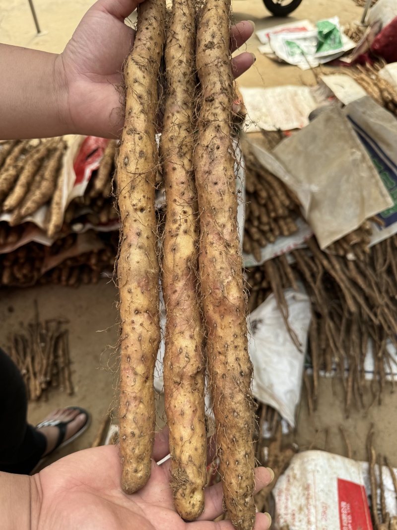 垆土铁棍山药，现挖现发对接社区团购，支持一件代发！