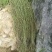 三叶青苗