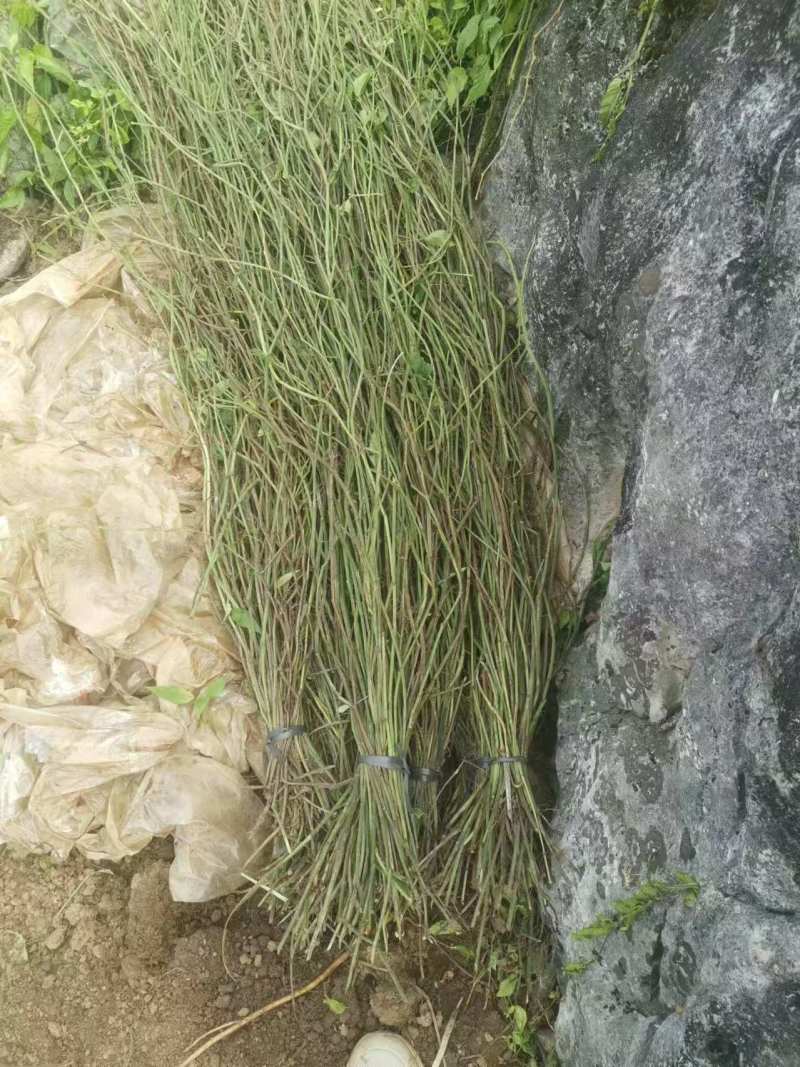 三叶青苗
