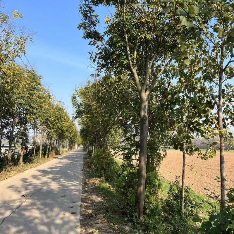 栾树15-20处理价