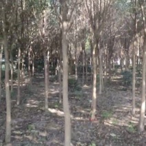 高杆女贞5-10公分清地价