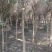 高杆女贞5-10公分清地价
