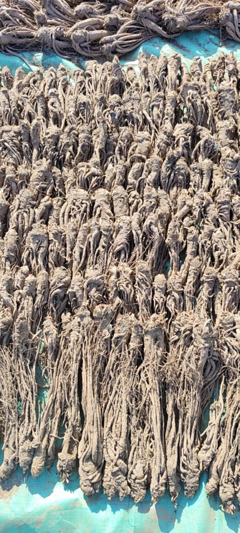 甘肃无硫当归，自然风干！自产自销，品质保证欢迎联系