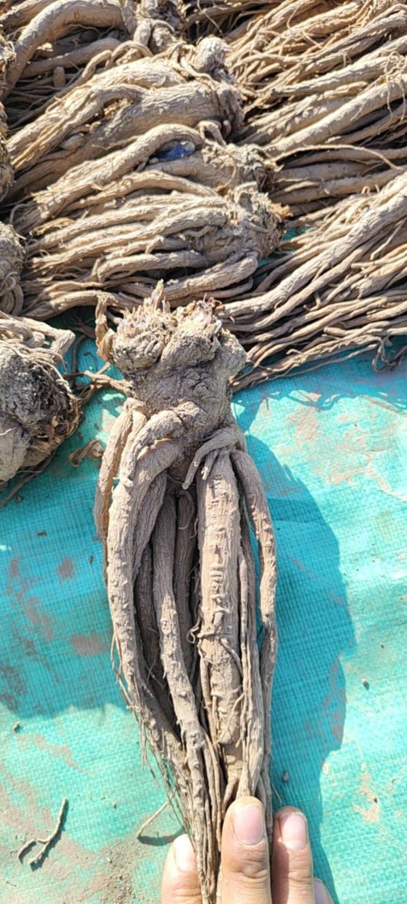 岷县当归，干货规格齐全品质保证诚信经营量大从优