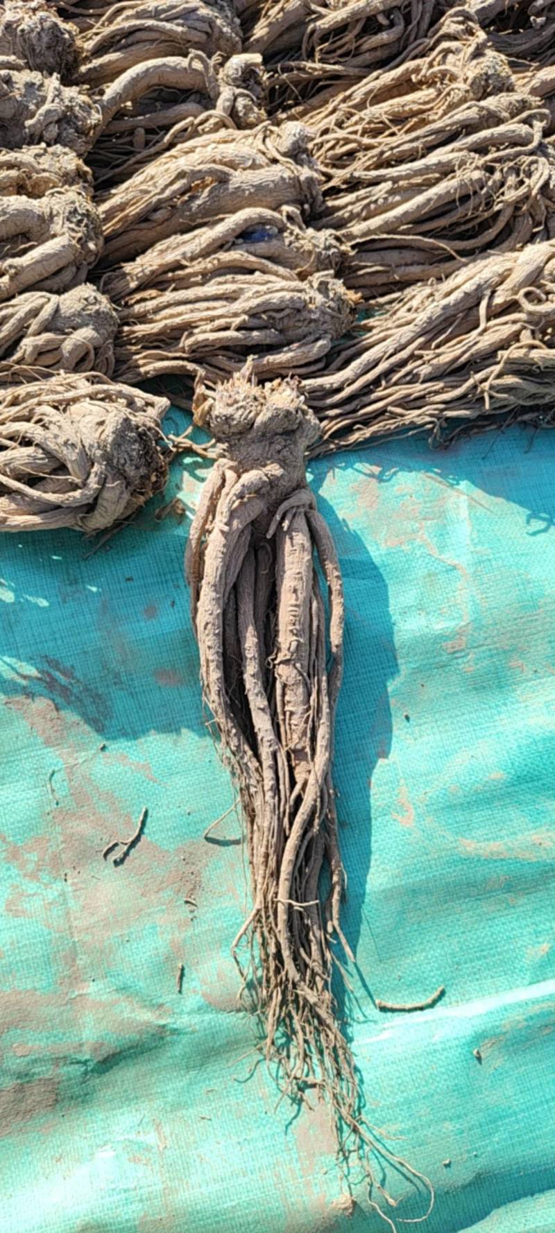 岷县当归，干货规格齐全品质保证诚信经营量大从优