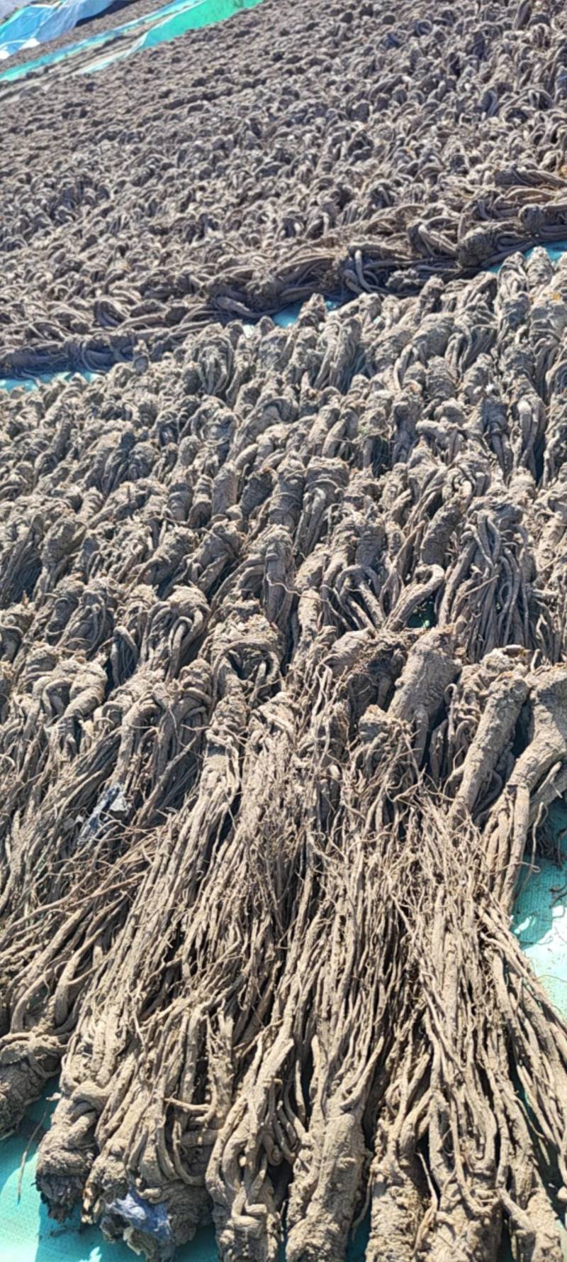 岷县当归，干货规格齐全品质保证诚信经营量大从优