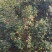 白花细茶果
